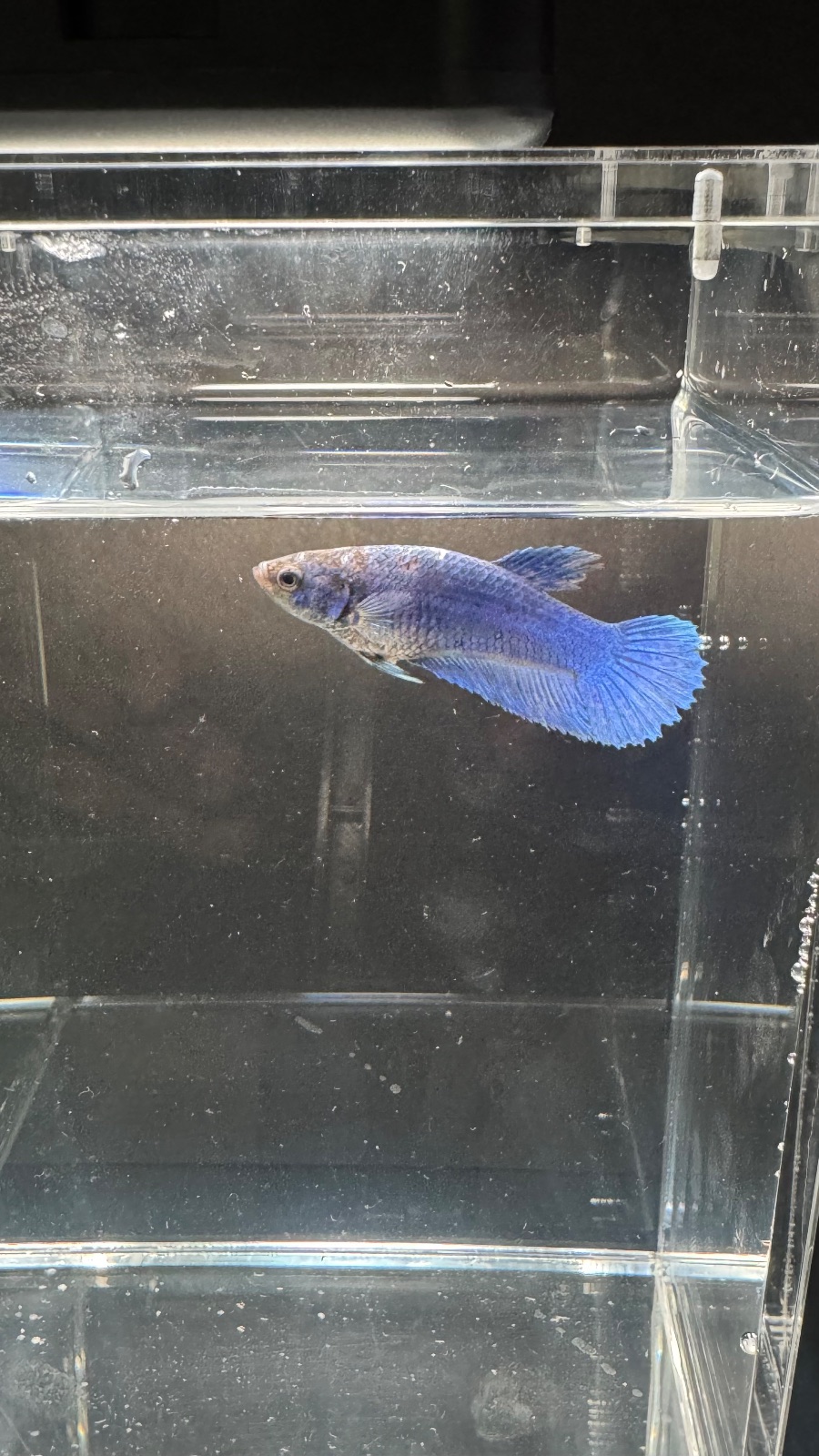 Splash — Blue, White, Black Female betta fish