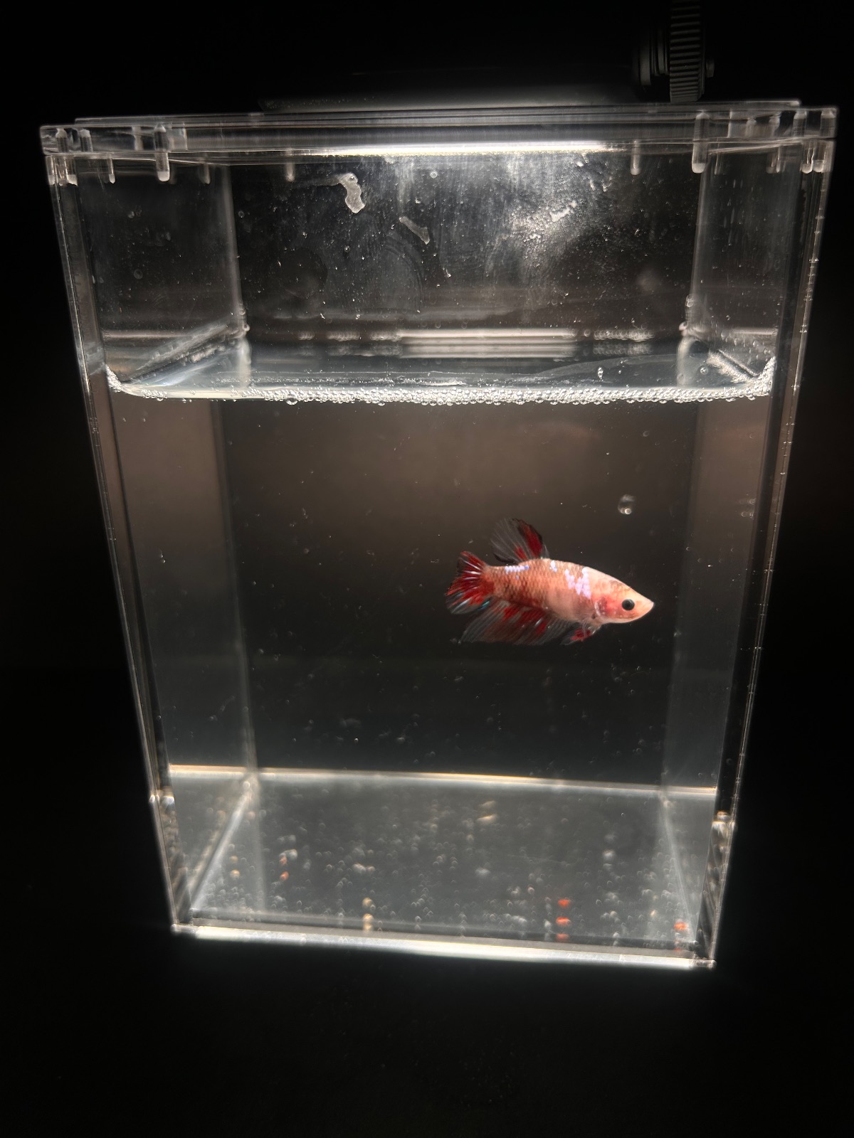 Loki — Red, Black, Multicolour Male betta fish