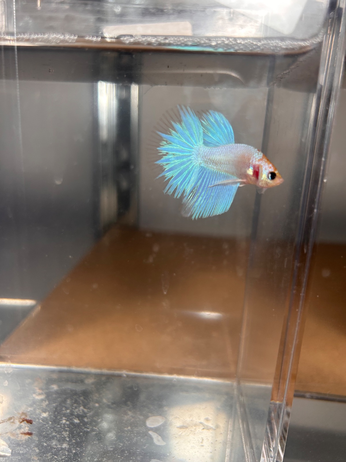 Remy — Blue, White Male betta fish