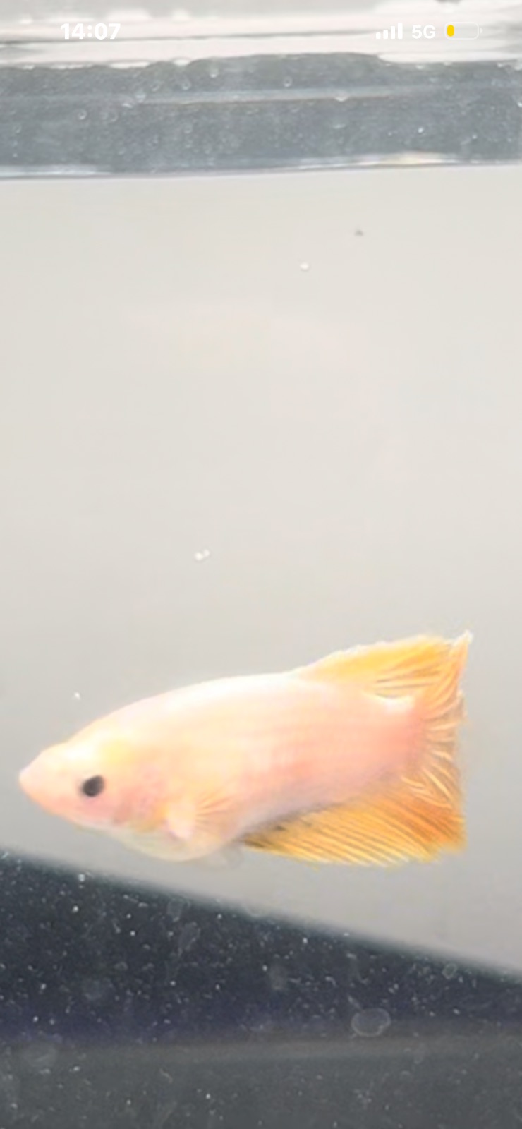 Peaches — Pink, Yellow Female betta fish