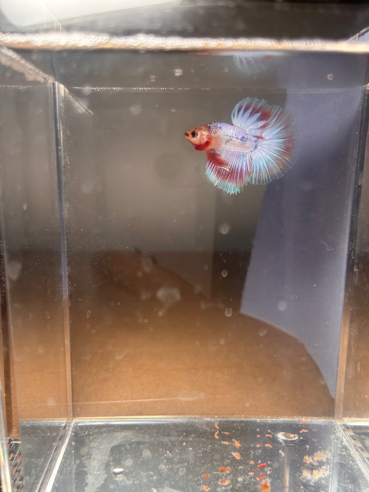 Oakley — Red, White, Blue Male betta fish