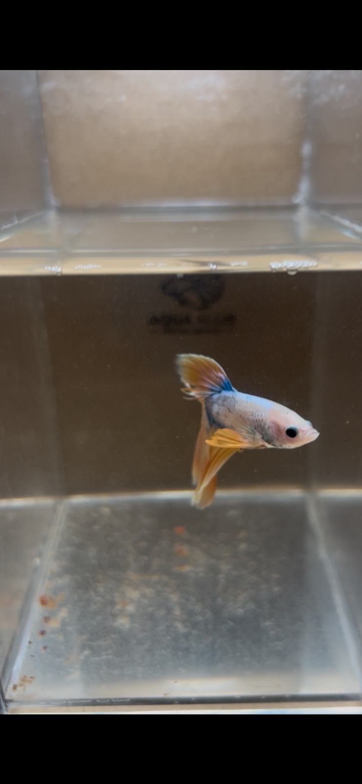 River — Yellow Male betta fish