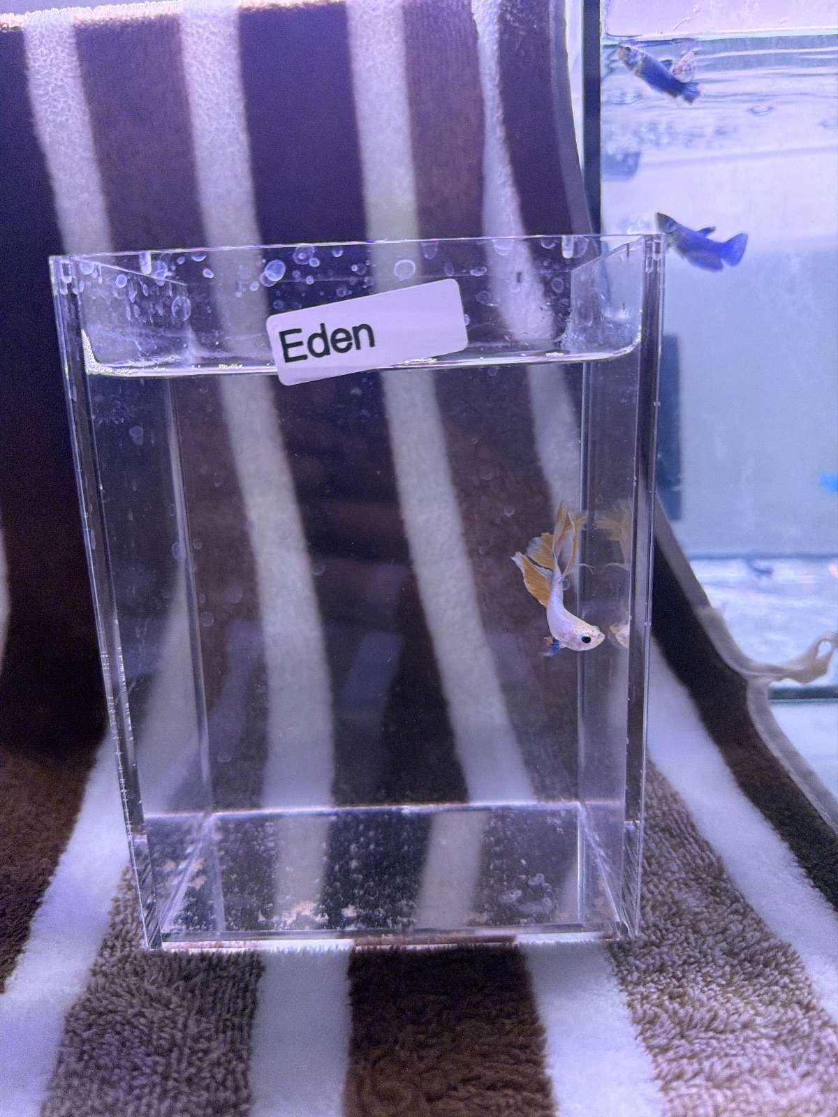Eden — Pink, Orange, Blue Male betta fish