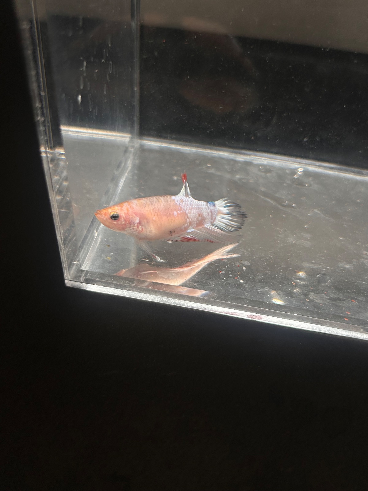 Penny — Red, Blue, White Female betta fish