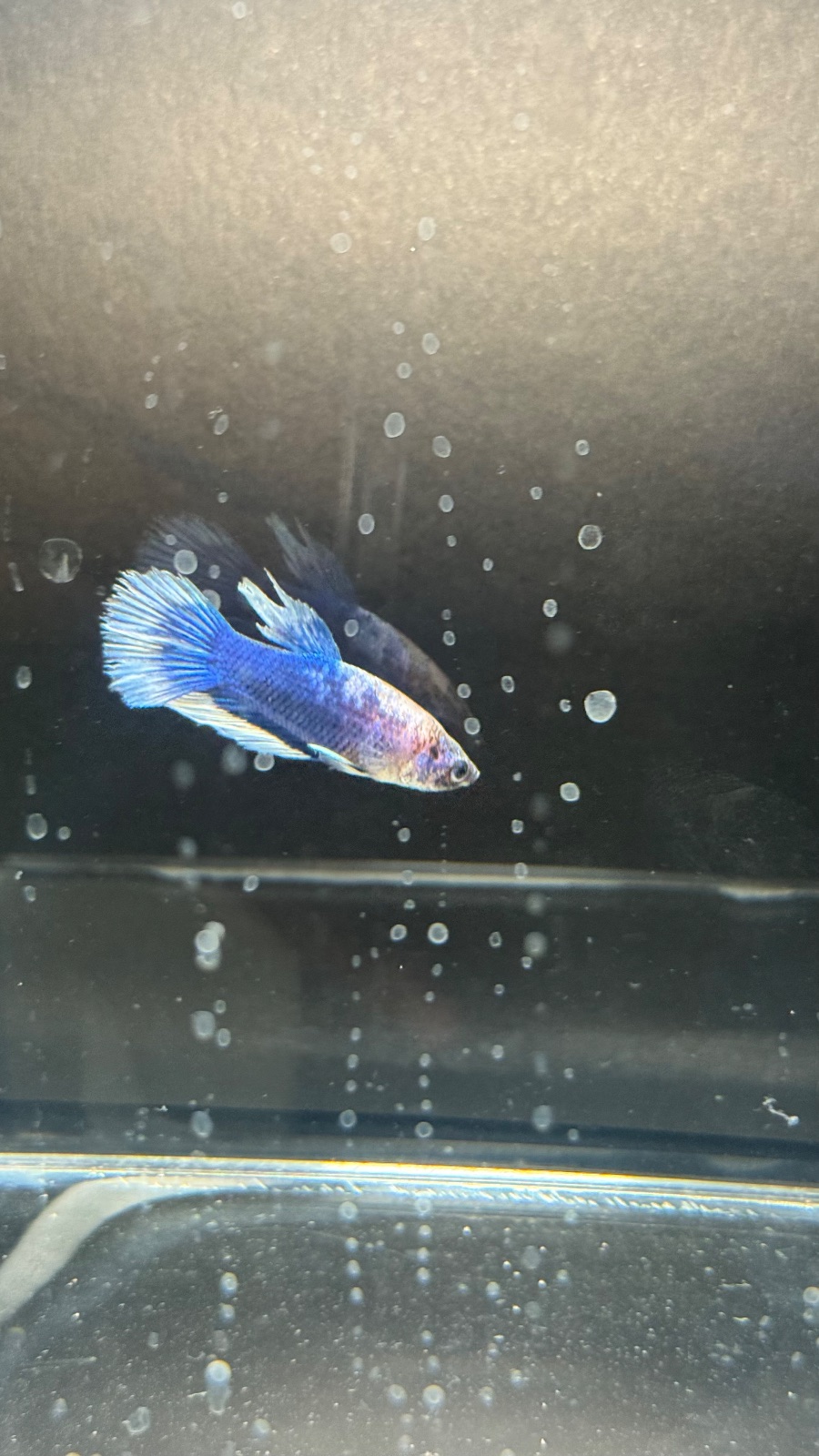 Tiger — Blue, White, Multicolour, Black Male betta fish