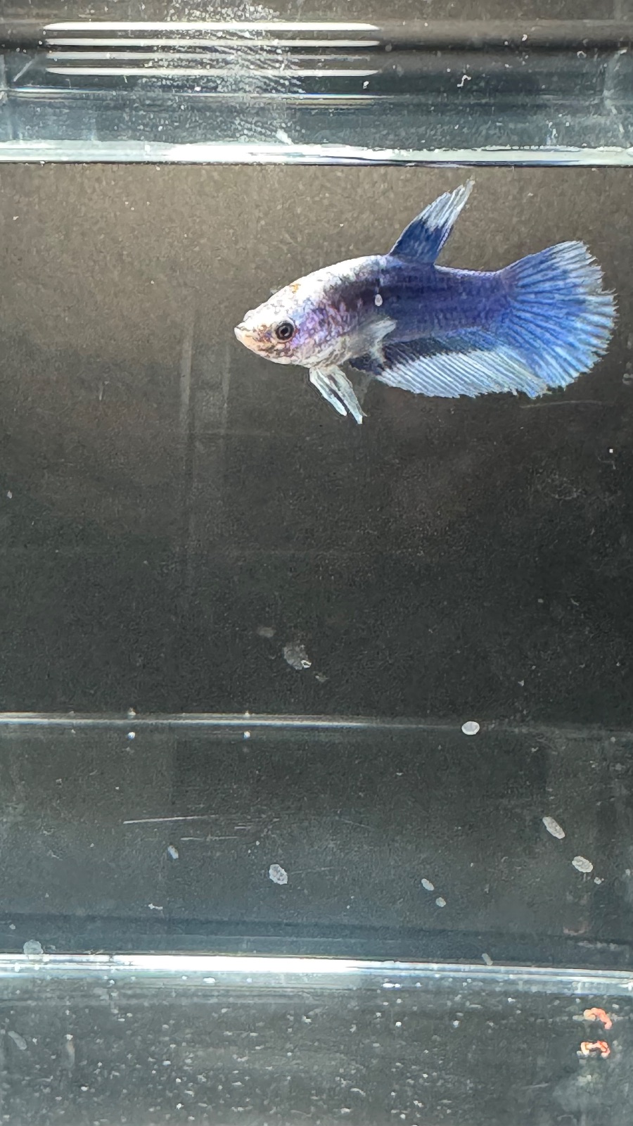 Sonic — Blue, Green, Purple, Black, Multicolour Male betta fish