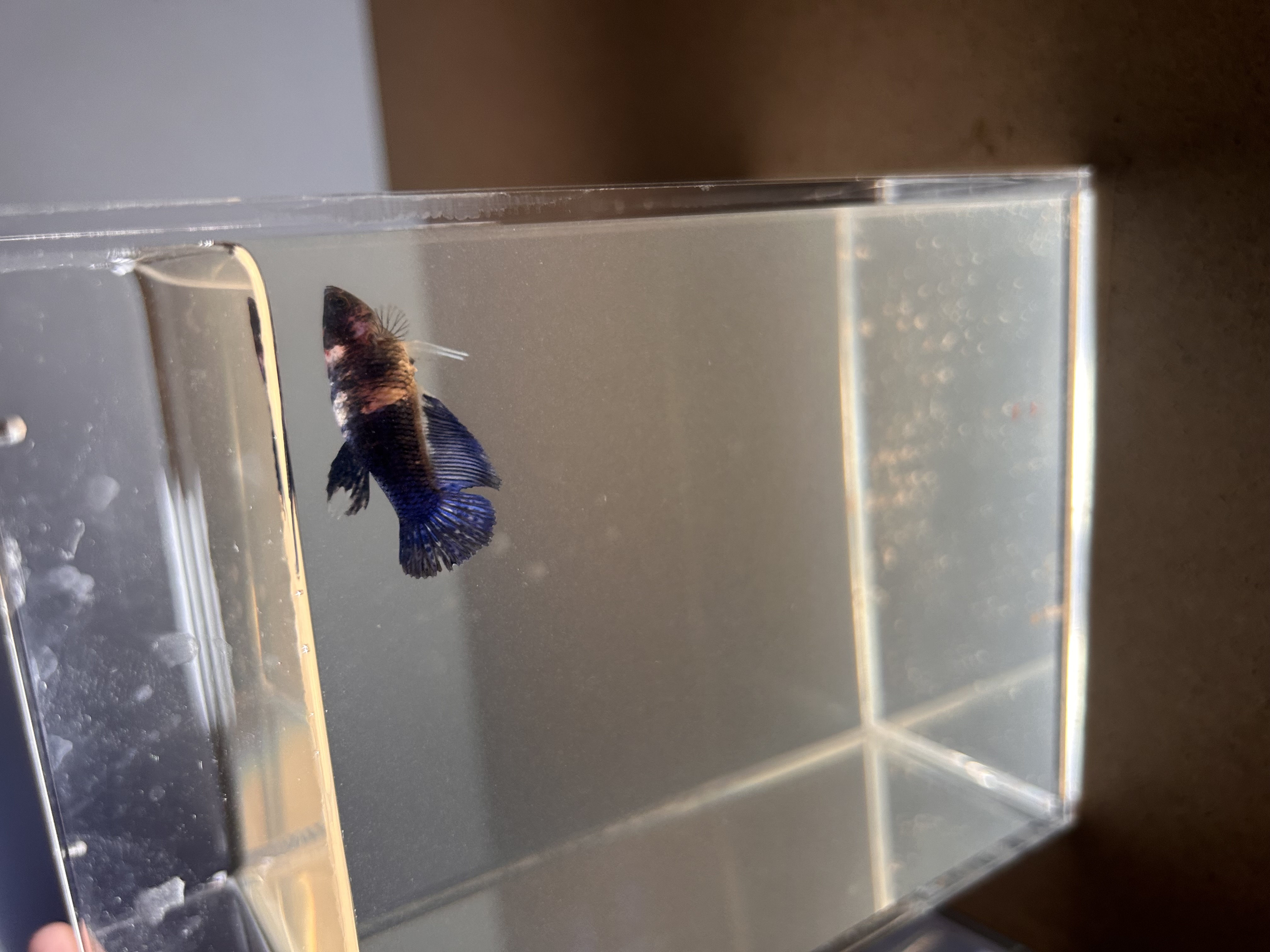 Onyx — Blue, Black, White Male betta fish