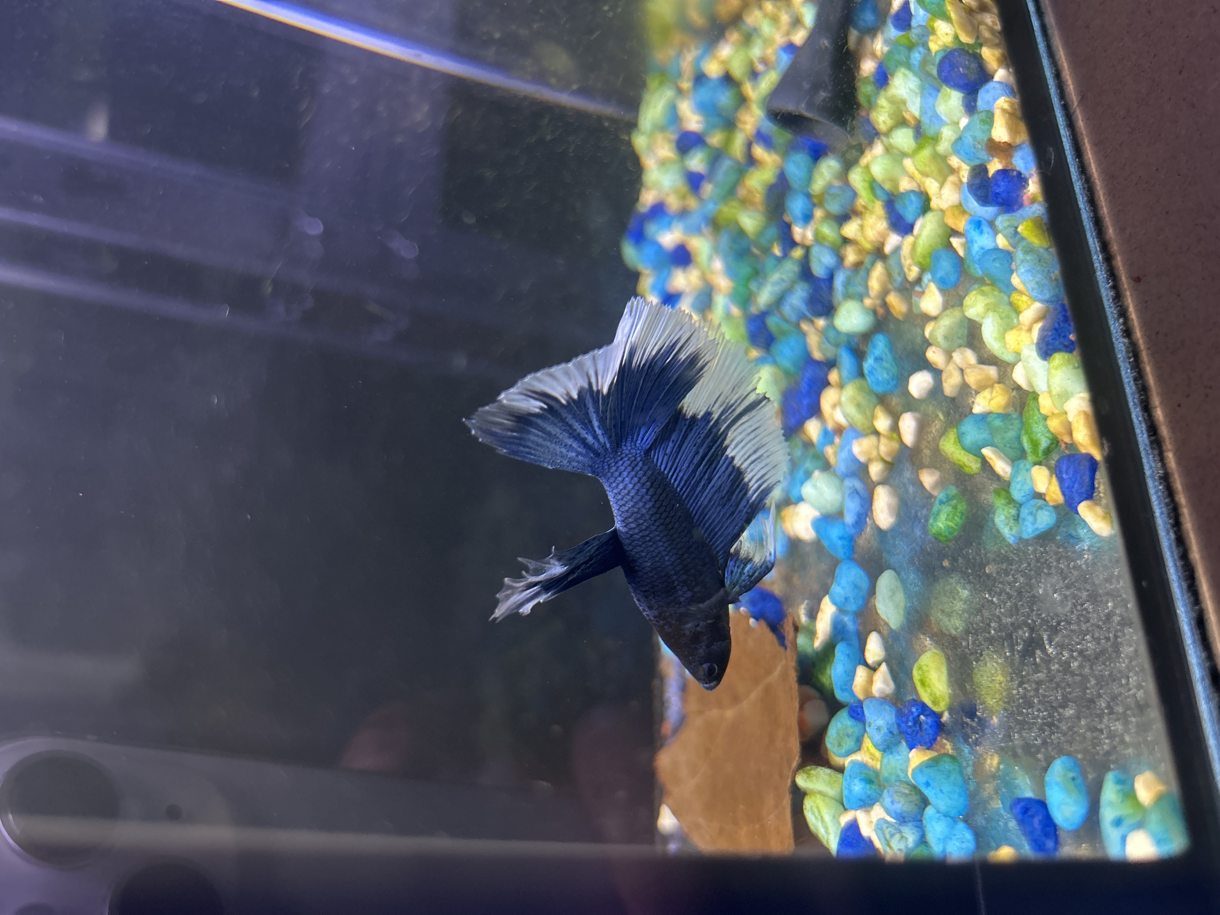 Nova — Blue, White, Black Male betta fish
