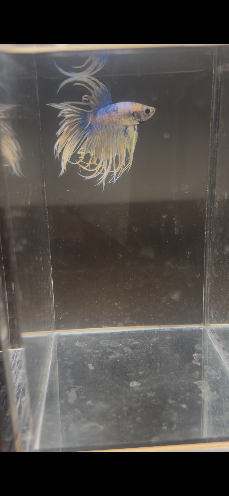 Axel — Blue, Yellow Male betta fish