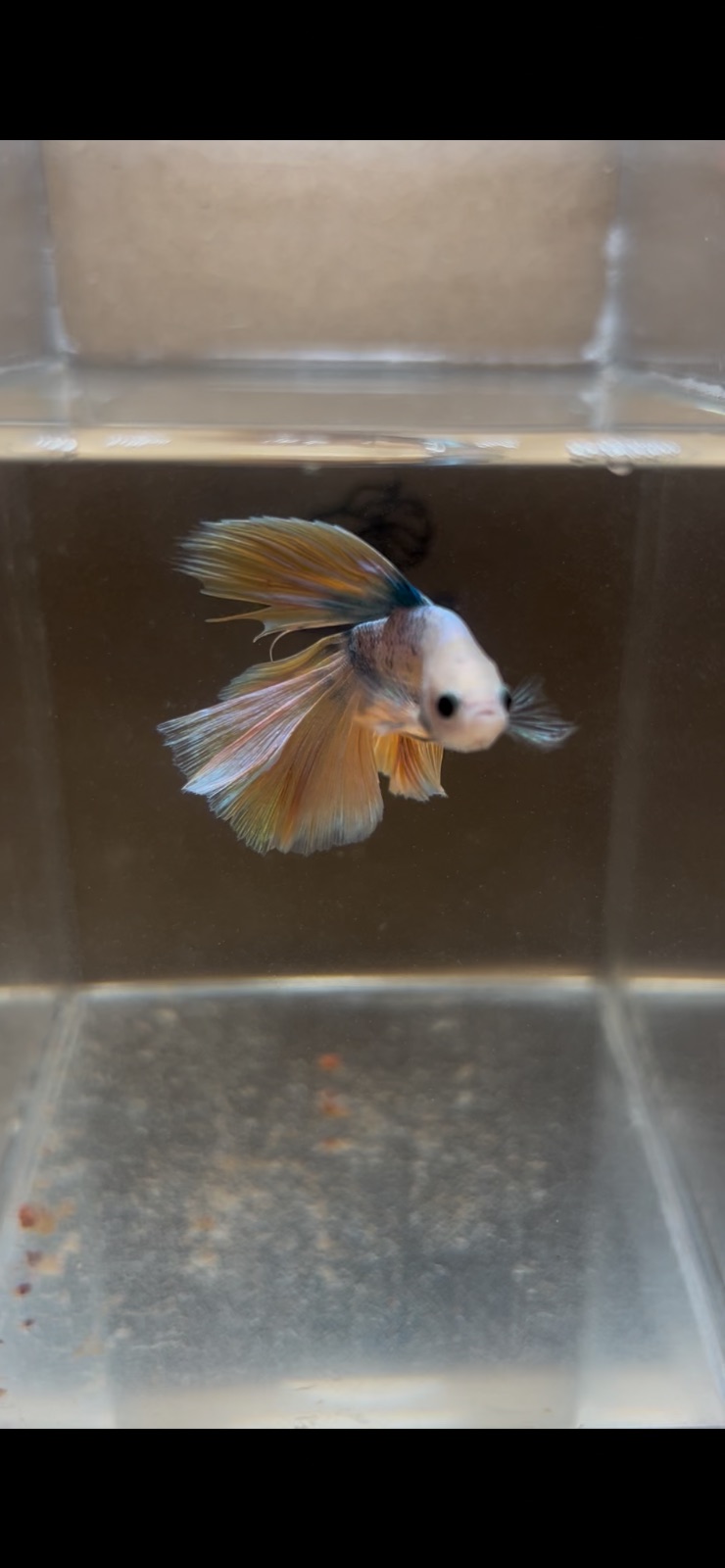 River — Yellow Male betta fish