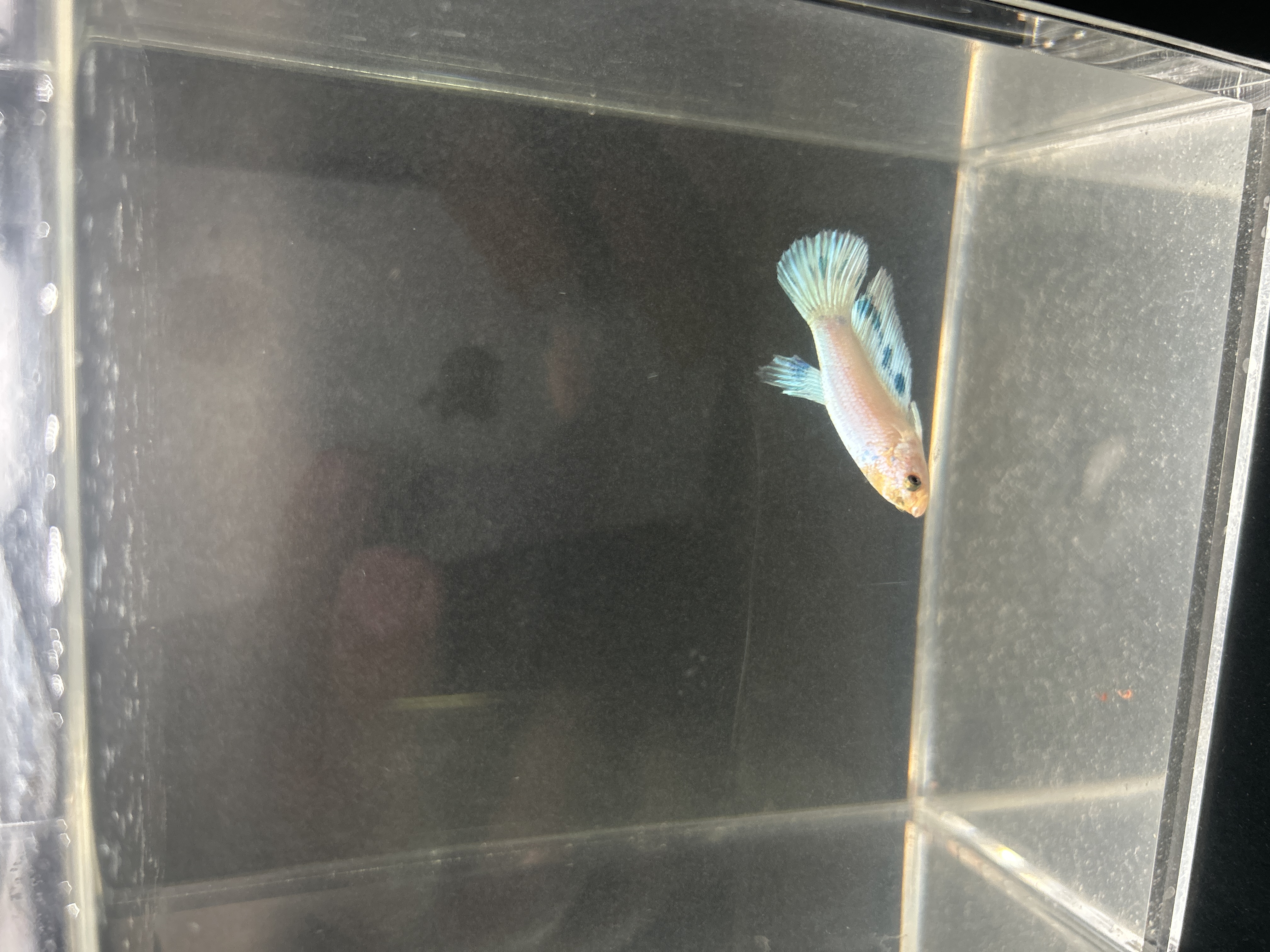 Bubbles — White, Blue Male betta fish